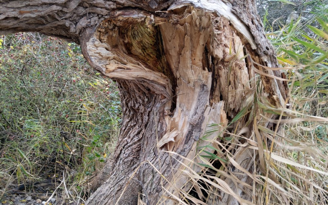Die Natur ist tot