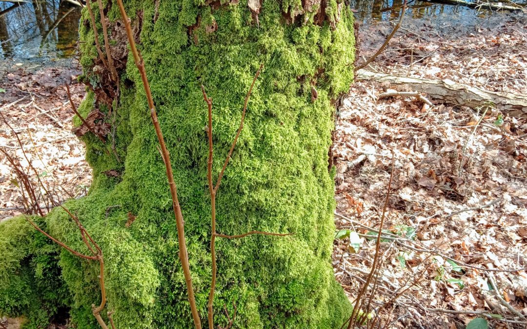 Das Versteck hinterm Baum